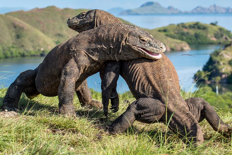 Eksplorasi Pulau Komodo: Bertemu dengan Naga Purba